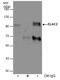 ElaC Ribonuclease Z 2 antibody, PA5-78553, Invitrogen Antibodies, Immunoprecipitation image 