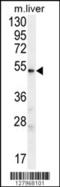 UDP Glycosyltransferase Family 3 Member A2 antibody, 55-144, ProSci, Western Blot image 