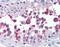 Telomeric Repeat Binding Factor 2 antibody, orb89210, Biorbyt, Immunohistochemistry paraffin image 