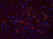 EGFP antibody, orb195989, Biorbyt, Immunofluorescence image 
