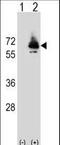 Phosphoenolpyruvate Carboxykinase 2, Mitochondrial antibody, LS-C101195, Lifespan Biosciences, Western Blot image 