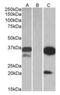 mDAPP1 antibody, orb125017, Biorbyt, Western Blot image 