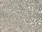 Proopiomelanocortin antibody, IQ427, Immuquest, Immunohistochemistry frozen image 