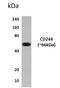 CD244 Molecule antibody, GTX52521, GeneTex, Western Blot image 