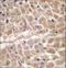 Tripartite Motif Containing 11 antibody, LS-C157267, Lifespan Biosciences, Immunohistochemistry paraffin image 