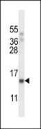 RNA Polymerase II Subunit J antibody, PA5-48675, Invitrogen Antibodies, Western Blot image 