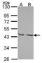 Mannose-6-phosphate isomerase antibody, GTX114555, GeneTex, Western Blot image 