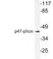 Neutrophil Cytosolic Factor 1 antibody, LS-C176681, Lifespan Biosciences, Western Blot image 