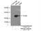 DIRAS Family GTPase 2 antibody, 15557-1-AP, Proteintech Group, Immunoprecipitation image 