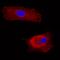 Fibrinogen Like 2 antibody, MAB5974, R&D Systems, Immunohistochemistry frozen image 