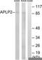 Amyloid-like protein 2 antibody, TA313462, Origene, Western Blot image 