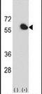 FKBP Prolyl Isomerase 4 antibody, PA5-14278, Invitrogen Antibodies, Western Blot image 