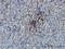 Switching B Cell Complex Subunit SWAP70 antibody, LS-C133702, Lifespan Biosciences, Immunohistochemistry paraffin image 