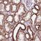 Cytochrome C Oxidase Subunit 6A1 antibody, NBP2-46865, Novus Biologicals, Immunohistochemistry paraffin image 