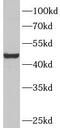 Tryptophanase antibody, FNab08571, FineTest, Western Blot image 