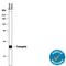 Transgelin antibody, AF7886, R&D Systems, Western Blot image 