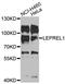 Prolyl 3-Hydroxylase 2 antibody, orb373939, Biorbyt, Western Blot image 