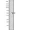 Hepatocyte Nuclear Factor 4 Alpha antibody, abx215414, Abbexa, Western Blot image 