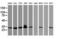 Bridging Integrator 3 antibody, M11817-1, Boster Biological Technology, Western Blot image 