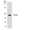 Thyrotropin Releasing Hormone Receptor antibody, LS-C292197, Lifespan Biosciences, Western Blot image 