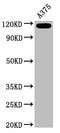 Melanoma Cell Adhesion Molecule antibody, CSB-RA013563A0HU, Cusabio, Western Blot image 