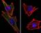 S100 Calcium Binding Protein B antibody, 33-849, ProSci, Immunofluorescence image 