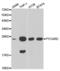 PYD And CARD Domain Containing antibody, abx001084, Abbexa, Western Blot image 