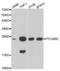 PYD And CARD Domain Containing antibody, abx001084, Abbexa, Western Blot image 