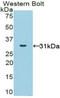 NADPH Oxidase 1 antibody, LS-C295626, Lifespan Biosciences, Western Blot image 