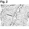 Resistin Like Beta antibody, PA1-1047, Invitrogen Antibodies, Immunohistochemistry frozen image 