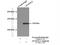 Actin Filament Associated Protein 1 Like 2 antibody, 17183-1-AP, Proteintech Group, Immunoprecipitation image 