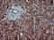 Proopiomelanocortin antibody, NBP2-45369, Novus Biologicals, Immunohistochemistry frozen image 