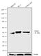 Forkhead Box A2 antibody, 701698, Invitrogen Antibodies, Western Blot image 