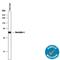 Nucleobindin 2 antibody, AF6895, R&D Systems, Western Blot image 