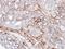 AKAP12 antibody, NBP1-31482, Novus Biologicals, Immunohistochemistry paraffin image 