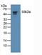 Coronin 1A antibody, LS-C293535, Lifespan Biosciences, Western Blot image 