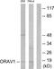 LTO1 Maturation Factor Of ABCE1 antibody, GTX87584, GeneTex, Western Blot image 