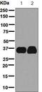 Mitochondrial Fission Factor antibody, ab129075, Abcam, Western Blot image 