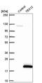 Testis Expressed 12 antibody, HPA038290, Atlas Antibodies, Western Blot image 