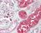 Ectonucleoside triphosphate diphosphohydrolase 5 antibody, PA5-22247, Invitrogen Antibodies, Immunohistochemistry frozen image 