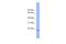 Proline Rich And Gla Domain 2 antibody, A16606, Boster Biological Technology, Western Blot image 