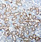 Translocation Associated Membrane Protein 1 antibody, LS-C313140, Lifespan Biosciences, Immunohistochemistry frozen image 