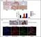 Estrogen Receptor 2 antibody, NBP2-61943, Novus Biologicals, Immunofluorescence image 