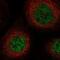 Solute Carrier Family 25 Member 43 antibody, PA5-57189, Invitrogen Antibodies, Immunofluorescence image 