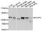 Kinesin-associated protein 3 antibody, STJ24312, St John