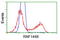 Ring Finger Protein 144B antibody, TA500711, Origene, Flow Cytometry image 