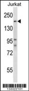 SPT5 Homolog, DSIF Elongation Factor Subunit antibody, 57-794, ProSci, Western Blot image 