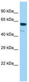 General Transcription Factor IIIC Subunit 5 antibody, TA344542, Origene, Western Blot image 