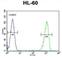 Ectonucleoside Triphosphate Diphosphohydrolase 3 antibody, abx025868, Abbexa, Western Blot image 