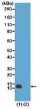 Histone Cluster 4 H4 antibody, MA5-24689, Invitrogen Antibodies, Western Blot image 